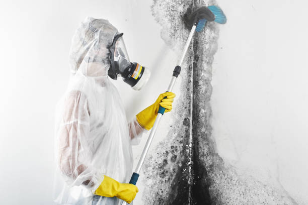 Best Emergency Mold Remediation  in Milton, GA
